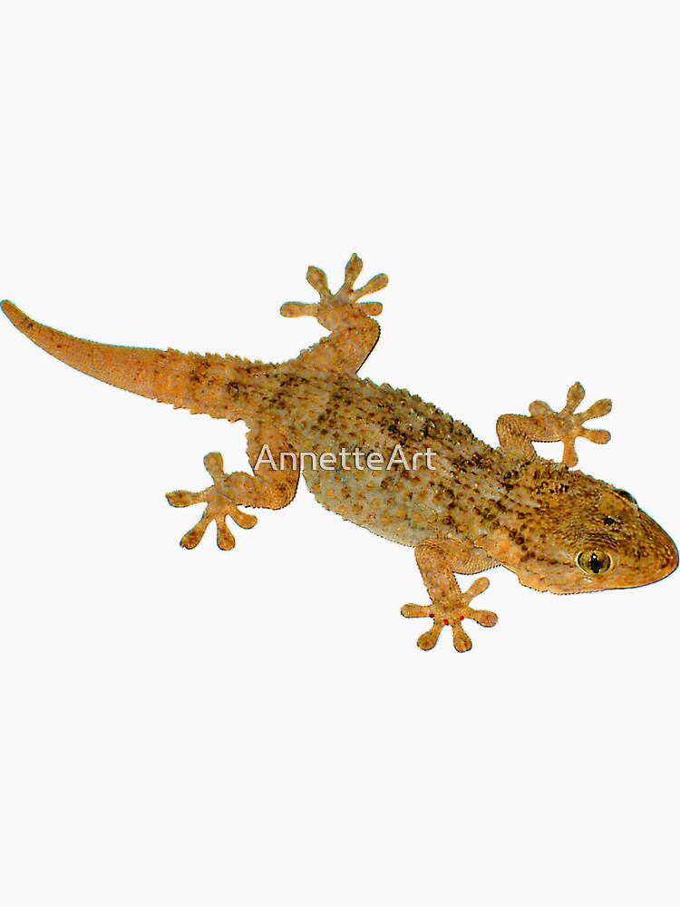 French Gecko by AnnetteArt