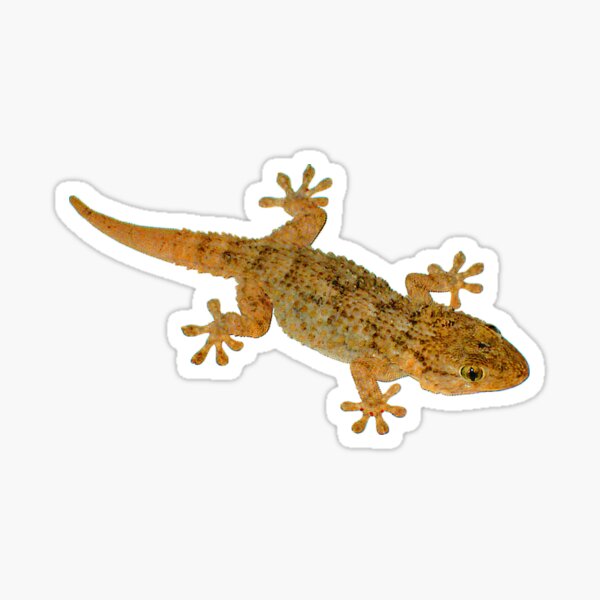 Item preview, French Gecko designed and sold by AnnetteArt.