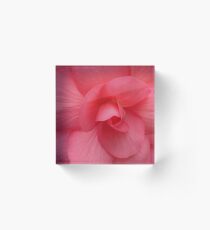 Bright Pink Begonia Acrylic Block