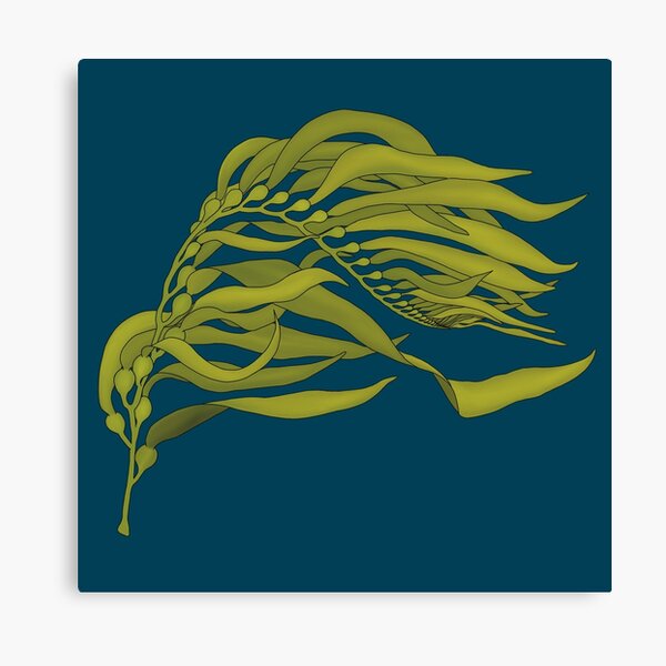 Item preview, Giant Kelp - Macrocystis pyrifera designed and sold by WestCoastWoods.