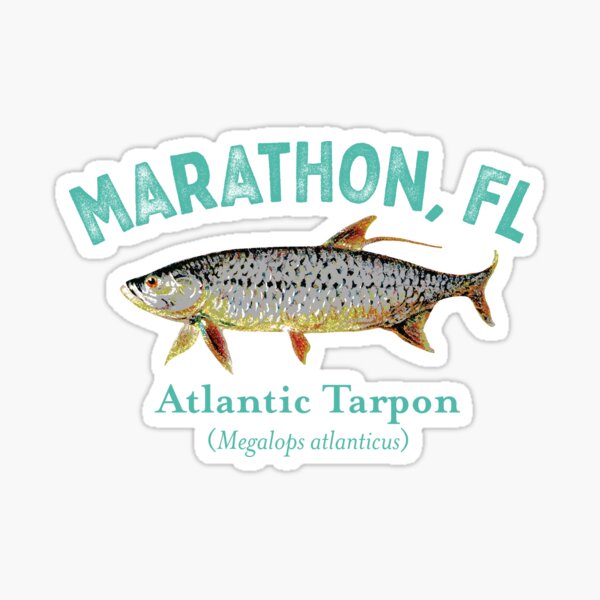 Tarpon Stickers for Sale, Free US Shipping