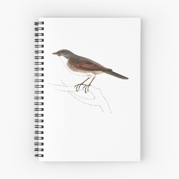 Item preview, Bird Art - common whitethroat - Vintage Print Art designed and sold by Studio66Designs.