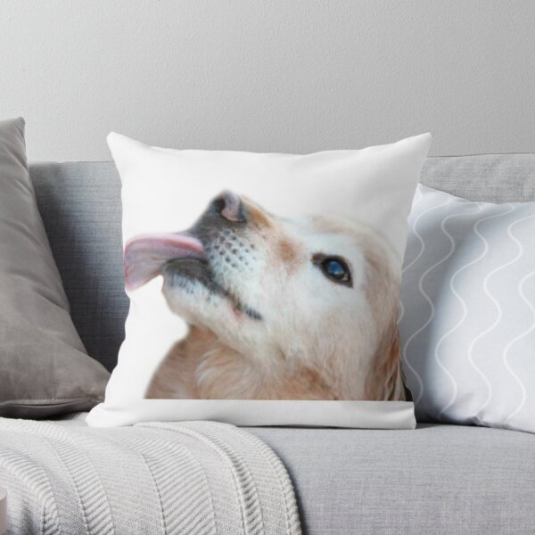 Dog licking hotsell couch cushion