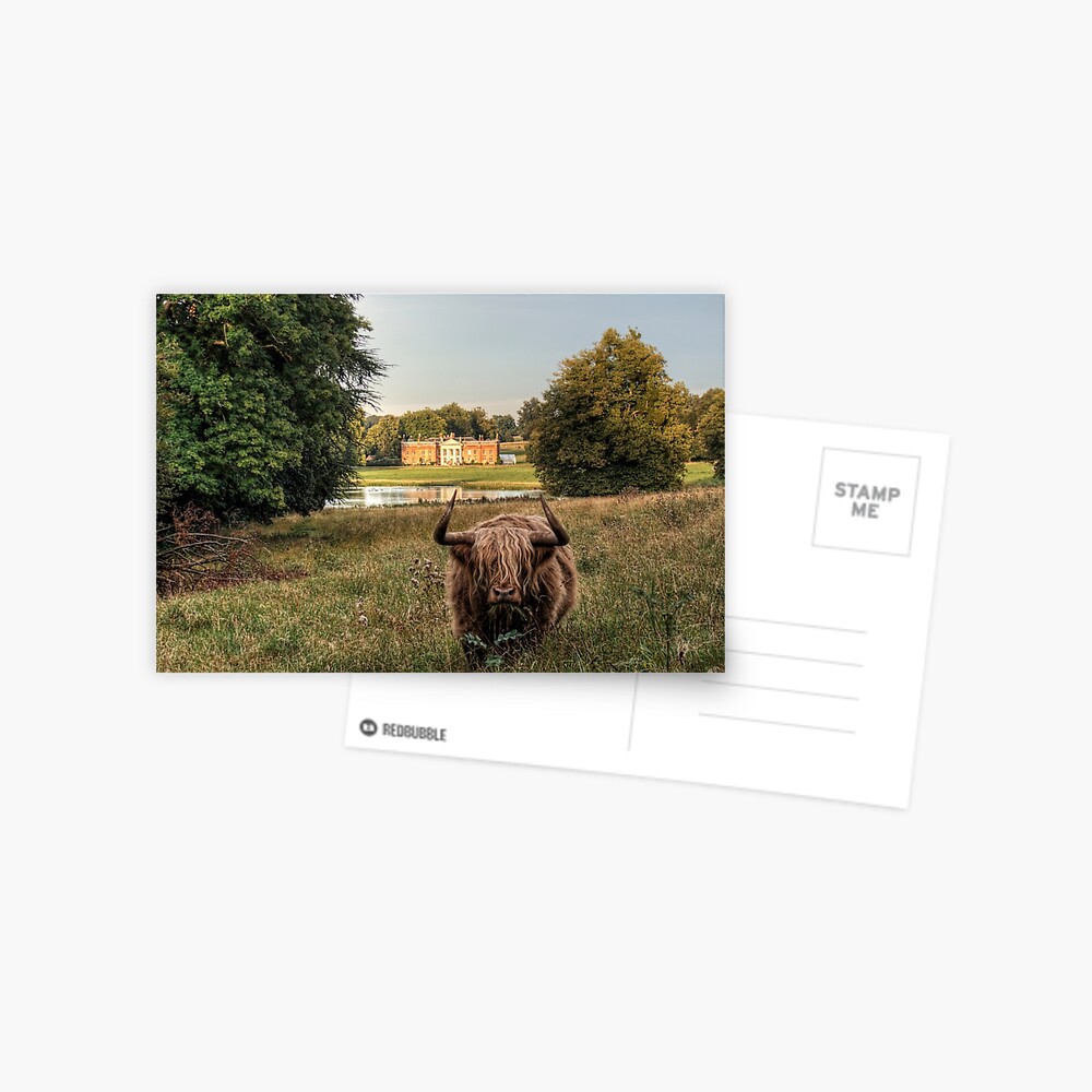 Highland Cow at Avington Park, Hampshire Postcard