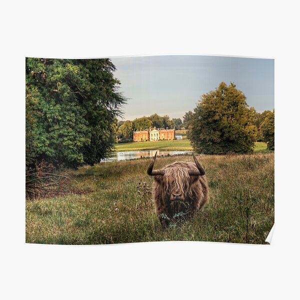 Highland Cow at Avington Park, Hampshire Poster