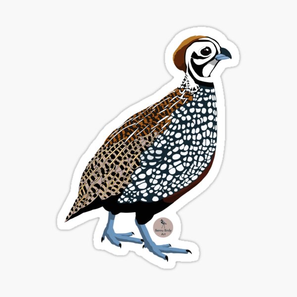 California quail tattoo  Feather cards, Feather tattoos, Bird