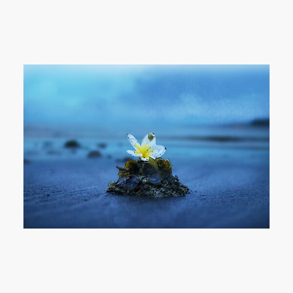Flower Island Photographic Print