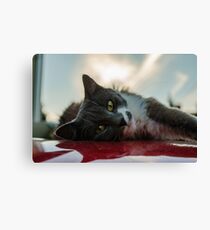Lienzo Gato Nebelung