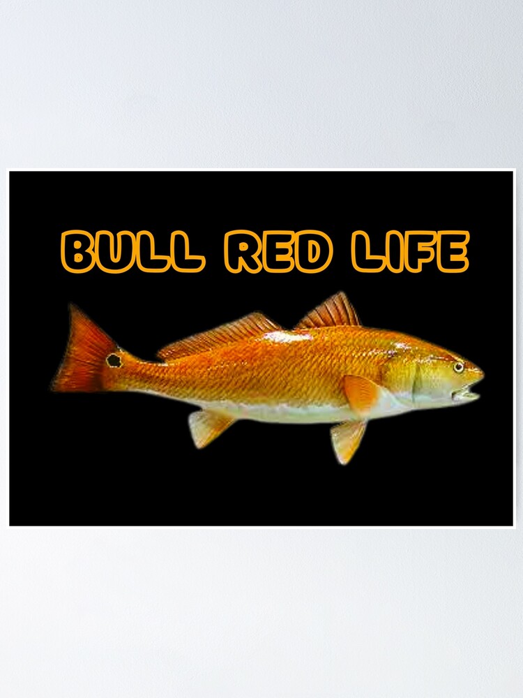 Redfish Spotted Drum Fishing Outer Banks Trophy Fish Carolina Striper |  Poster