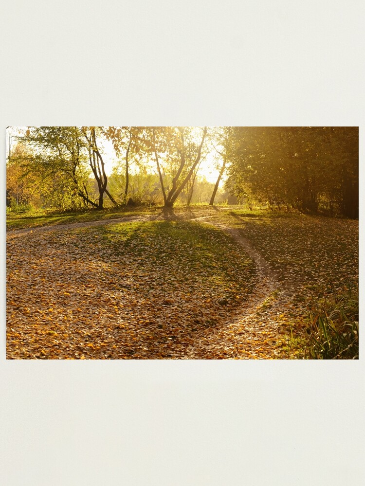 Thumbnail 1 of 3, Photographic Print, Golden Autumn designed and sold by Mallorn.