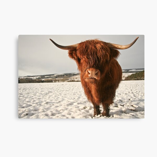 Highland Cow in Snow Canvas Print