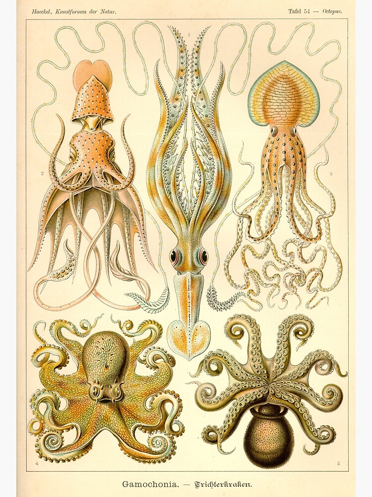 Disover Gamochonia Octopus Art Ernst Haeckel Art Forms in Nature Premium Matte Vertical Poster