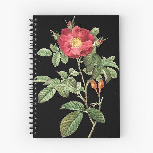 Item preview, Rosa Damascene Coccinea; Rosier de Portland 'Duchess of Portland' designed and sold by JOGENDRA1998.