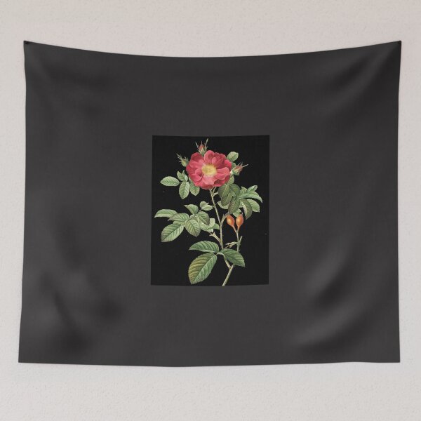 Item preview, Rosa Damascene Coccinea; Rosier de Portland 'Duchess of Portland' designed and sold by JOGENDRA1998.