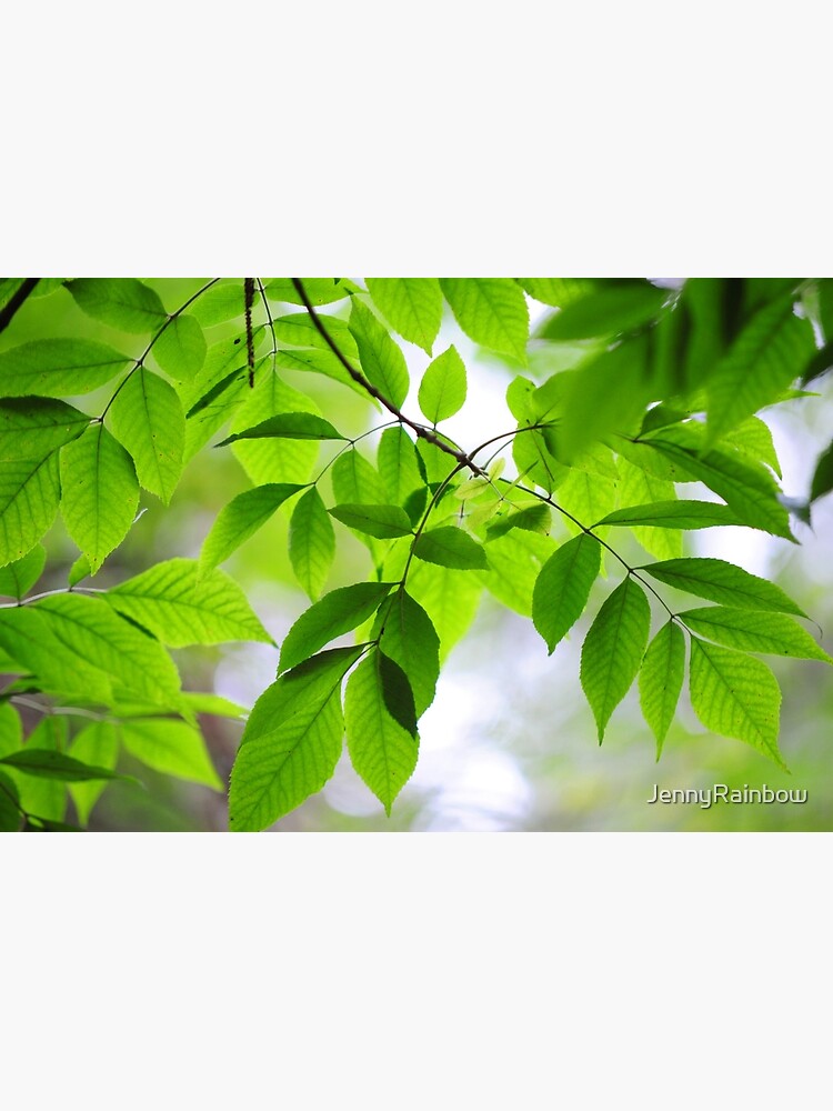 Green Leaves of Ash Tree by JennyRainbow