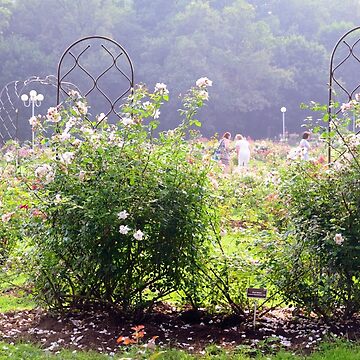 Artwork thumbnail, In a Rose Garden by Mallorn