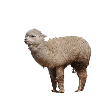 Artwork thumbnail, Alpaca by RMA-Graphics
