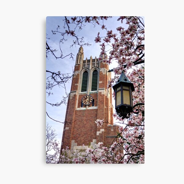 Beaumont Tower through the Magnolias, Michigan State University Canvas Print