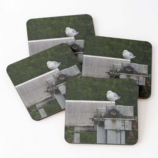Item preview, On just one leg. European herring gull designed and sold by Jouko Lehto Photography.