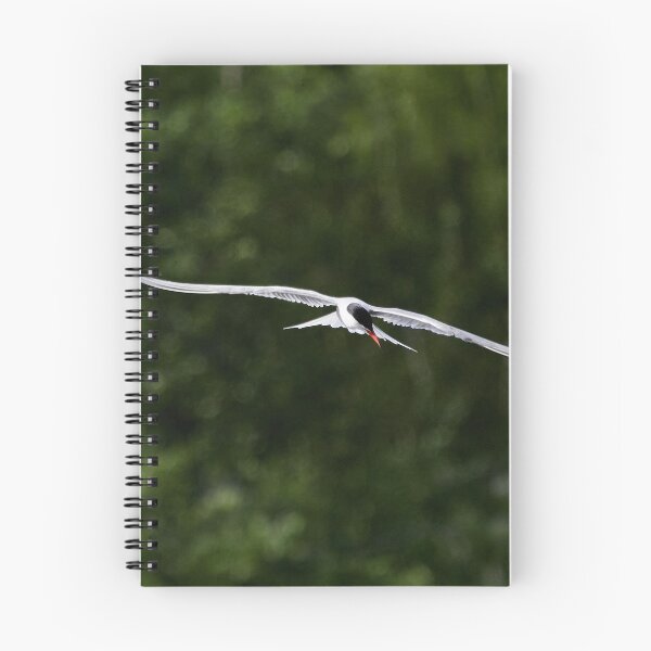 Item preview, To dive or not. Common tern designed and sold by Jouko Lehto Photography.