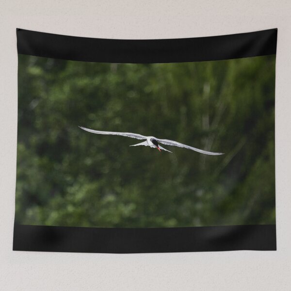 Item preview, To dive or not. Common tern designed and sold by Jouko Lehto Photography.