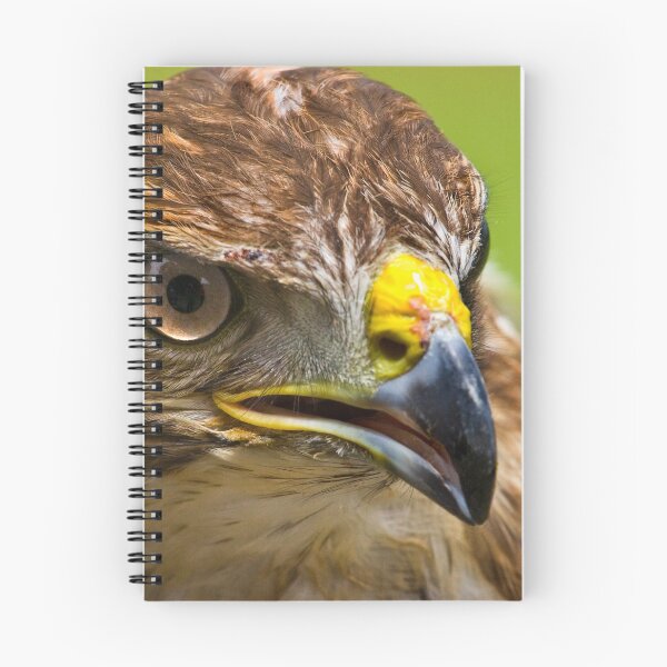 Artikelvorschau, Common Buzzard entworfen und verkauft von Geoff Carpenter.