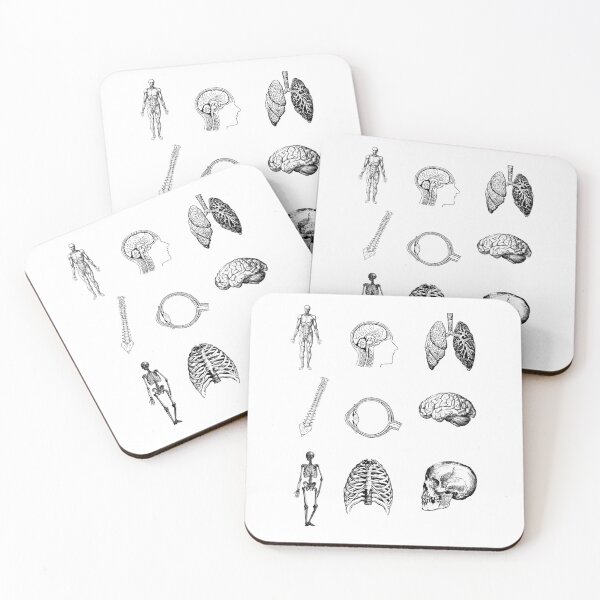 Item preview, Anatomy Pack designed and sold by STEM-women.