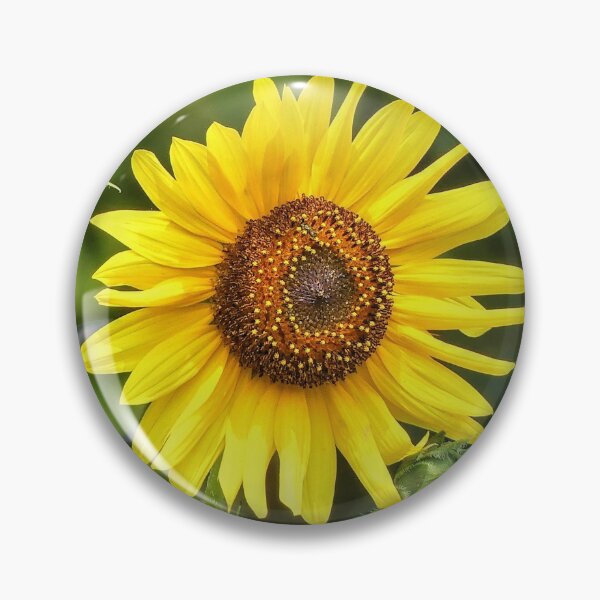 Item preview, Sunflower designed and sold by Frankie Cat Photography.
