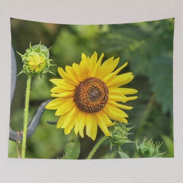 Item preview, Sunflower designed and sold by Frankie Cat Photography.