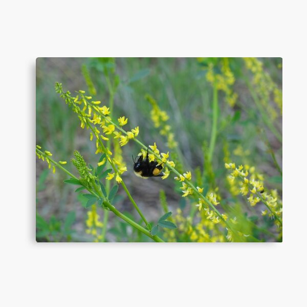 Bumble Bee on Flower Canvas Print