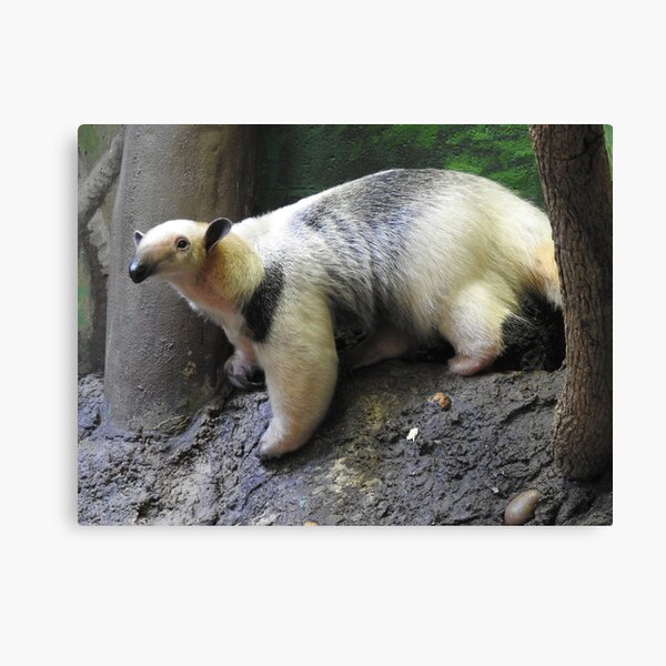 Explore the Best Tamandua Art