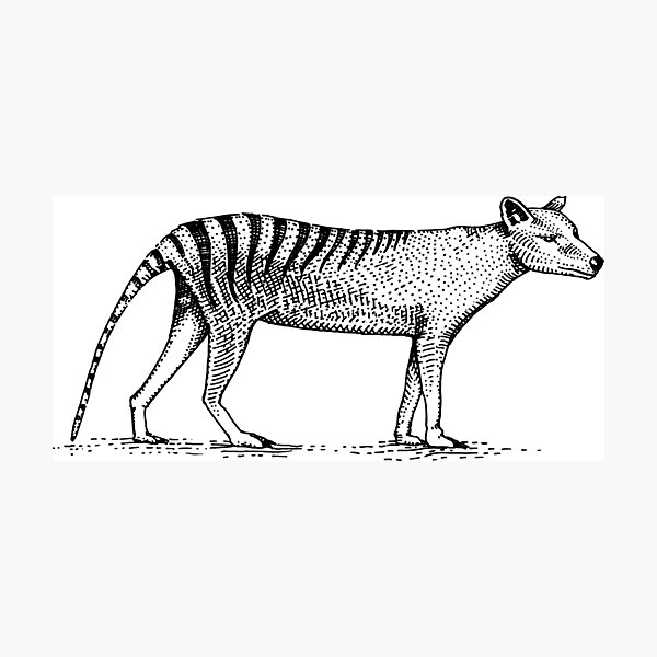 Tasmanian wolf thylacinus cynocephalus engraved hand drawn woodcut Photographic Print