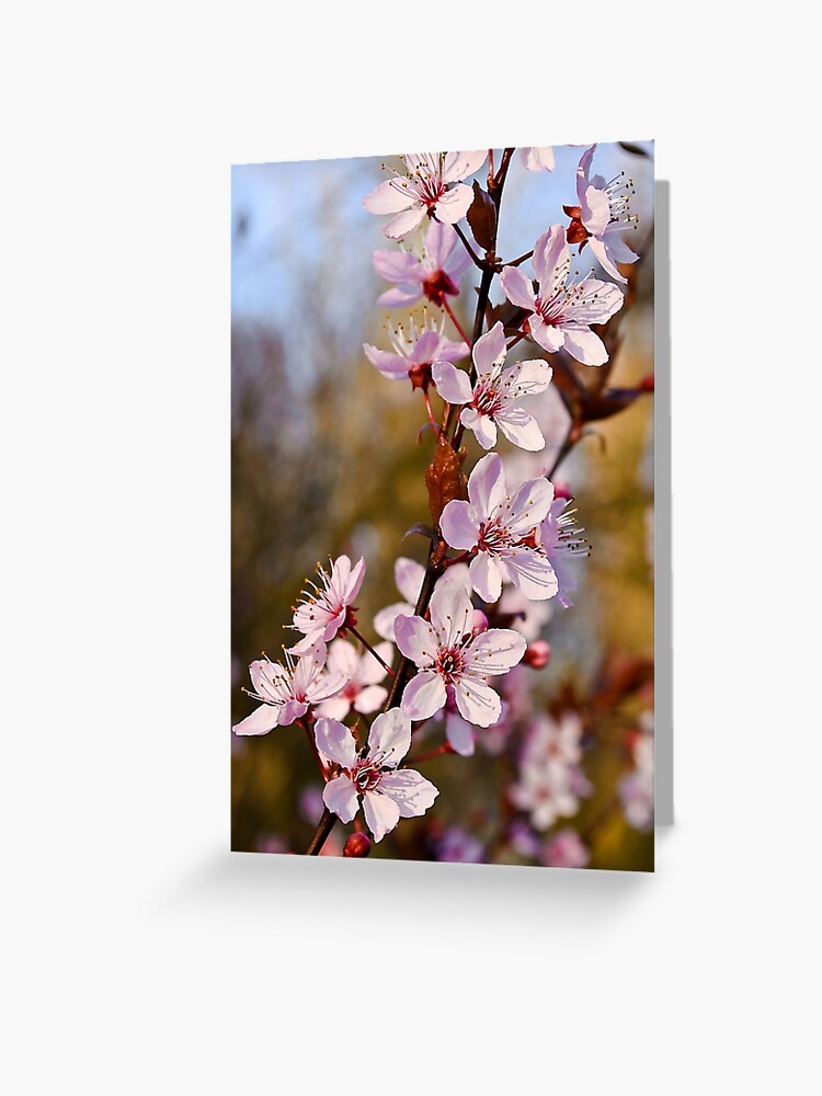 Tarjetas de felicitación «Almendro en flor en primavera» de BonniePhantasm  | Redbubble