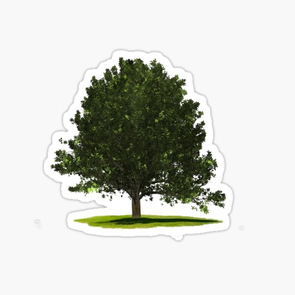 Item preview, Single Summer Oak tree designed and sold by RonelBroderick.