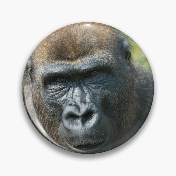 Item preview, Close -Up Gorilla Encounter designed and sold by rawshutterbug.