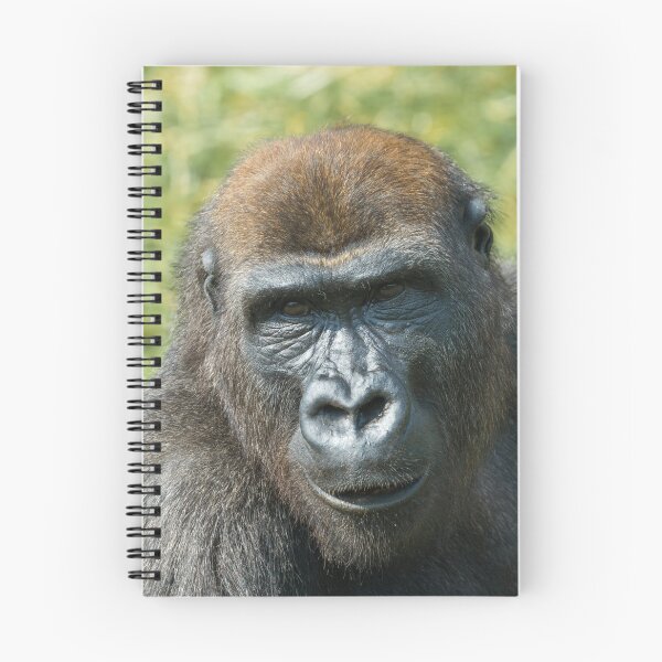Item preview, Close -Up Gorilla Encounter designed and sold by rawshutterbug.