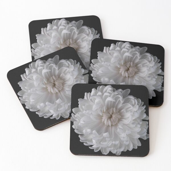 Artikelvorschau, Weiße Chrysantheme entworfen und verkauft von Richard Howell Photography.