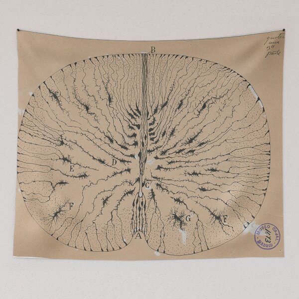 Item preview, Cajal's brain neurons sketch designed and sold by banabananaz.