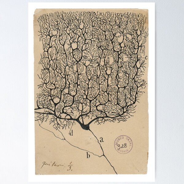 Cajal's neurons sketch Poster