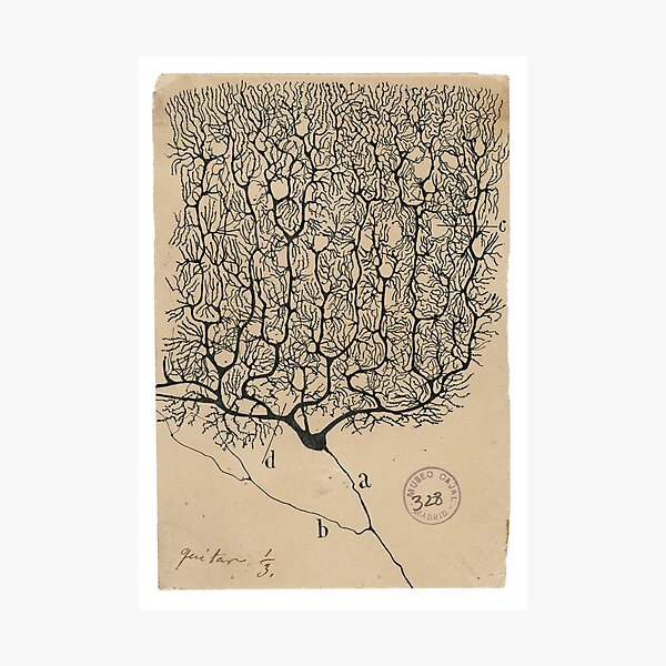 Item preview, Cajal's neurons sketch designed and sold by banabananaz.