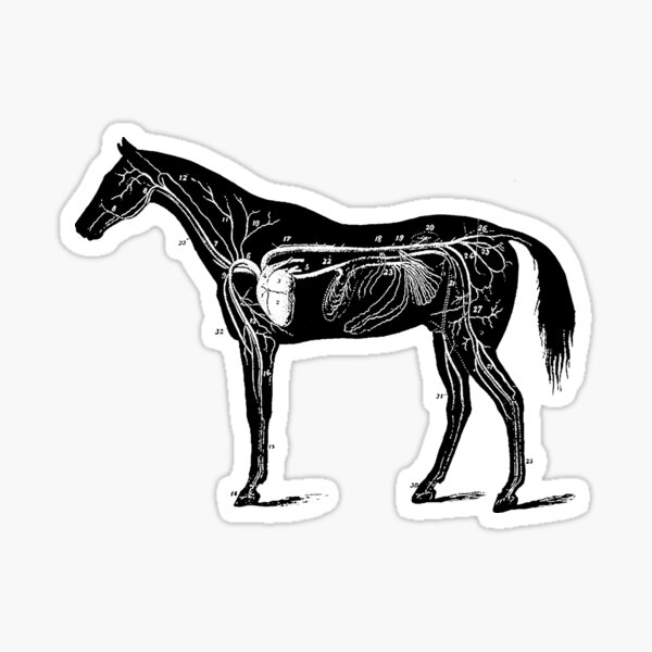 Item preview, Horse anatomy designed and sold by mappendant.