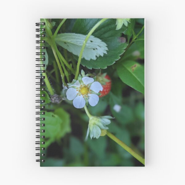 Artikelvorschau, Erdbeerblüten-Fotobild entworfen und verkauft von AustaArt.