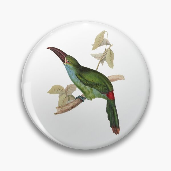 Item preview, Grooved Bill Aracari Bird  designed and sold by MicbellaArt.