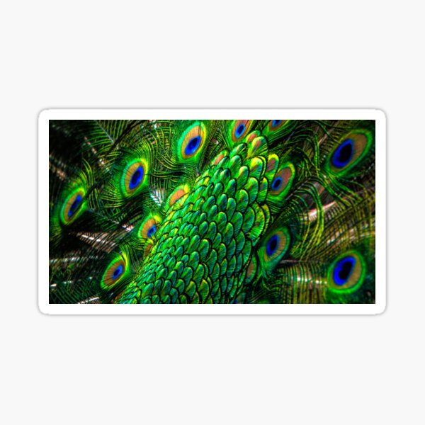 Iridescent Colouration Sticker