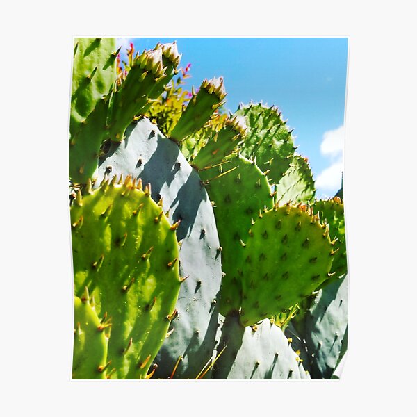 Cacti & Blue Sky Poster