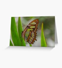 Green Butterfly -Amazon Basin - about hand-sized Greeting Card