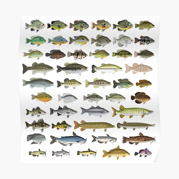 North American Freshwater Fish Group Poster