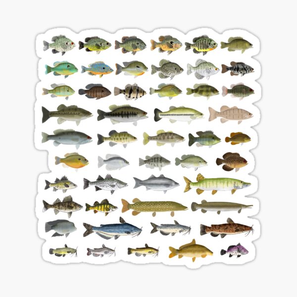 Freshwater Fish Sticker-collecting Book