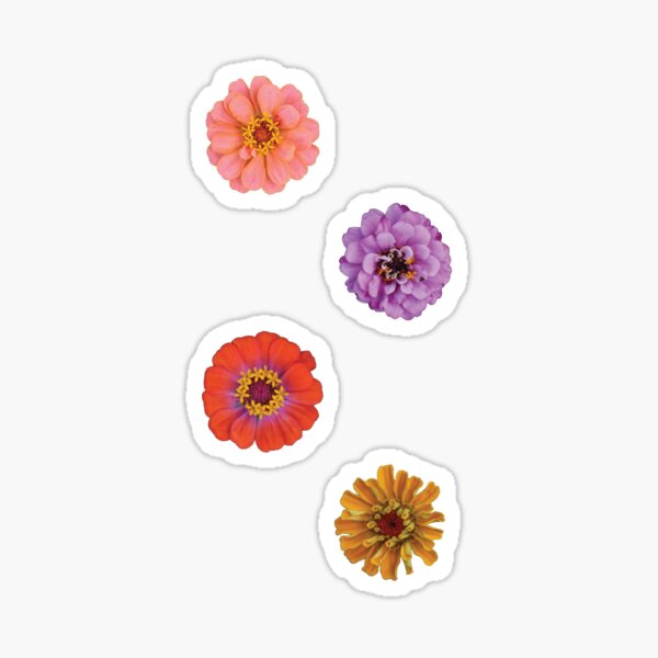 Zinnia Flowers Sticker