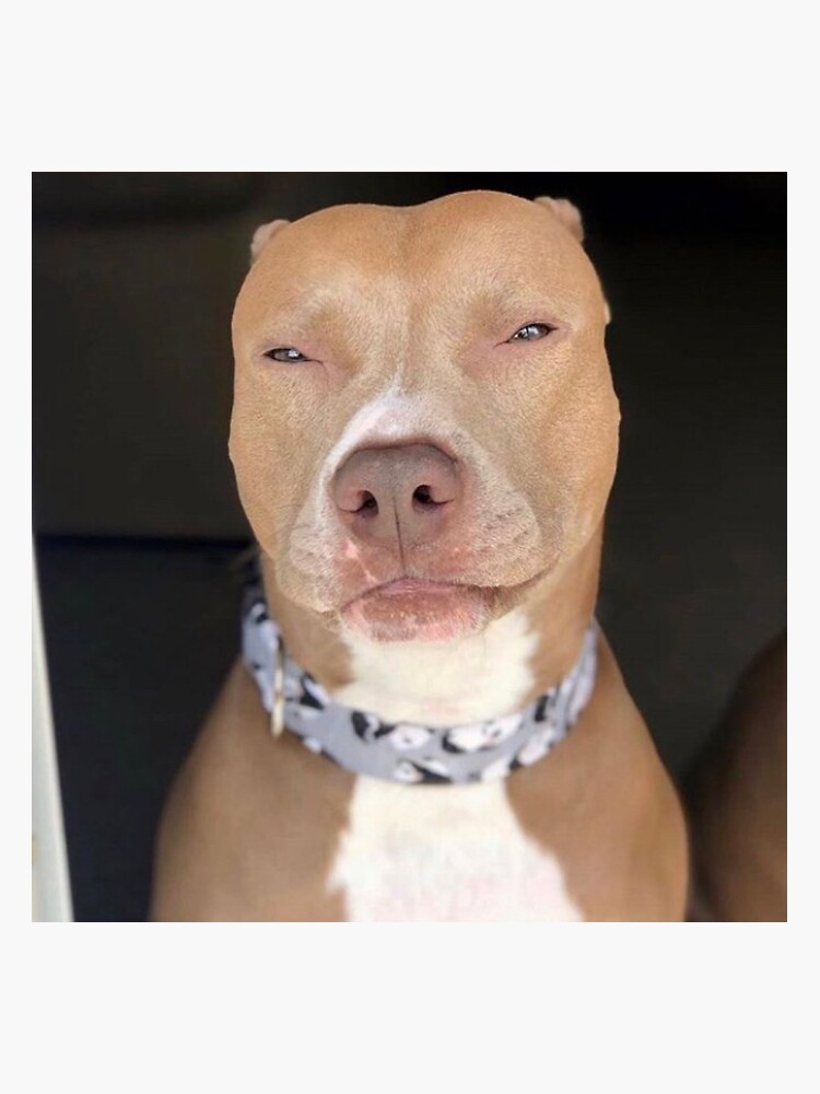 "Light skin dog " Sticker for Sale by jigglywiggly Redbubble